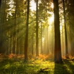 Importance of forest - Essay, Article, Speech, Paragraph