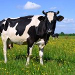 Cow – Essay, Paragraph, Speech, Article, Short Note